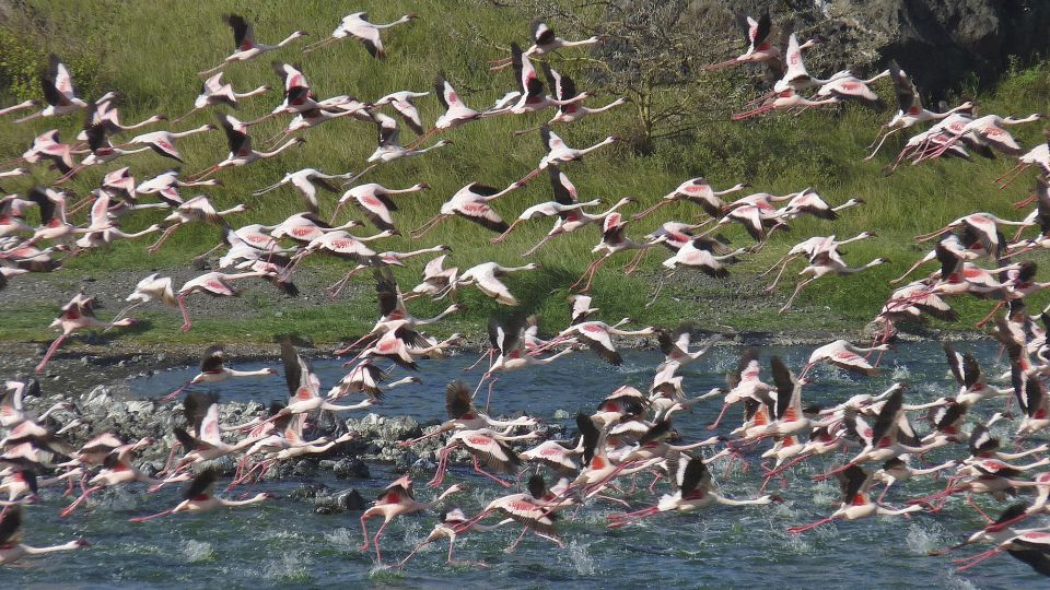 Aufsteigender Flamingoschwarm am Lake Manyara