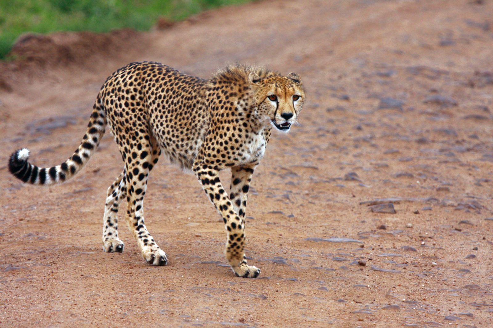 Gepard – elegant und schnell