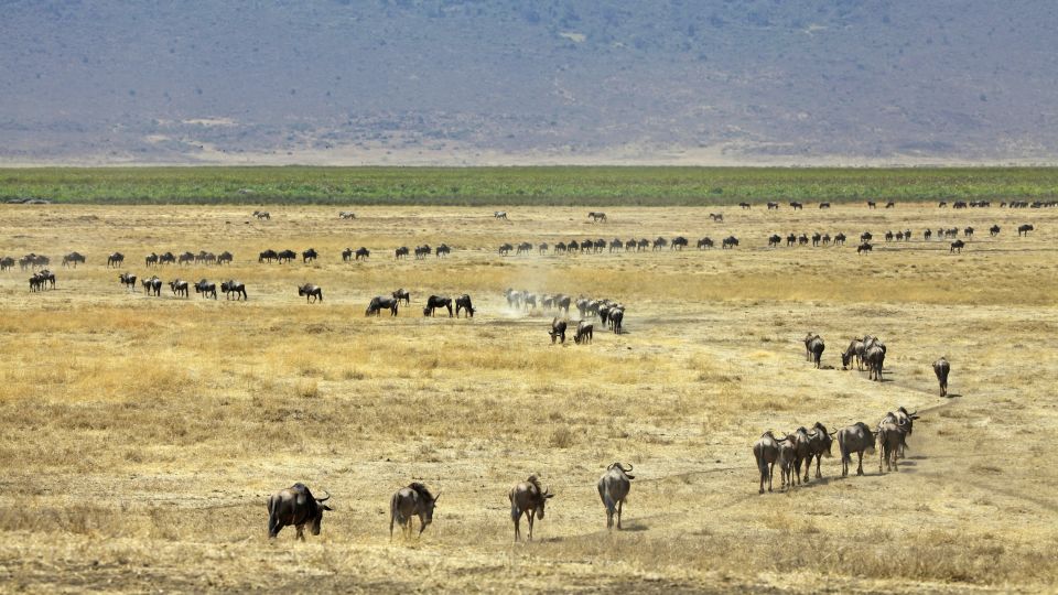Die große Gnu Wanderung zwischen Serengeti und Masai Mara