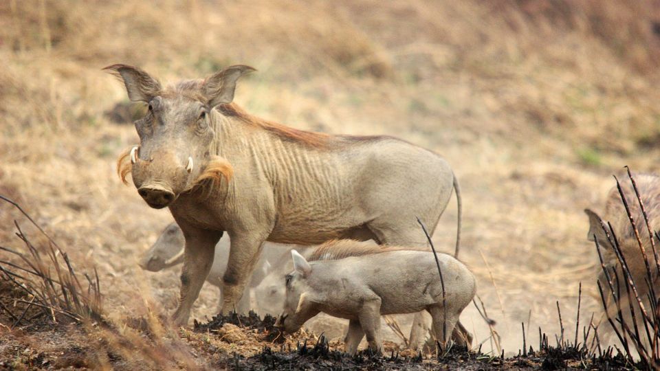 Warzenschweine im Pendjari Nationalpark