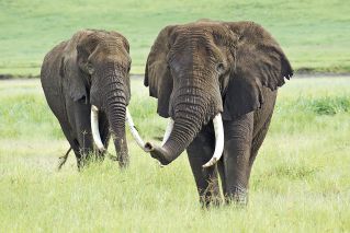 Imposante Elefantenbullen