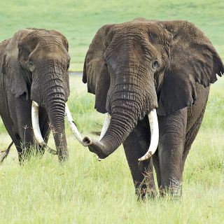 Imposante Elefantenbullen beäugen das Safarifahrzeug