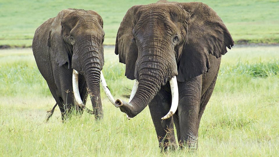 Imposante Elefantenbullen beäugen das Safarifahrzeug