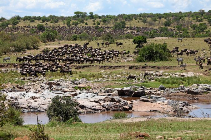 Die große Gnuwanderung zwischen Serengeti und Masai Mara © Diamir