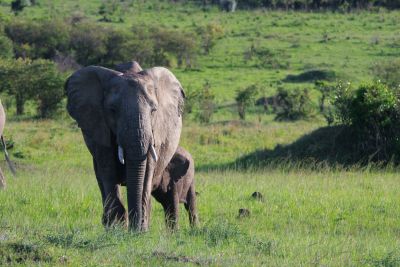 Elefantenkuh mit ihrem Jungen