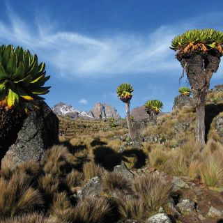Senezien auf dem Weg zum Gipfel des Mount Kenya