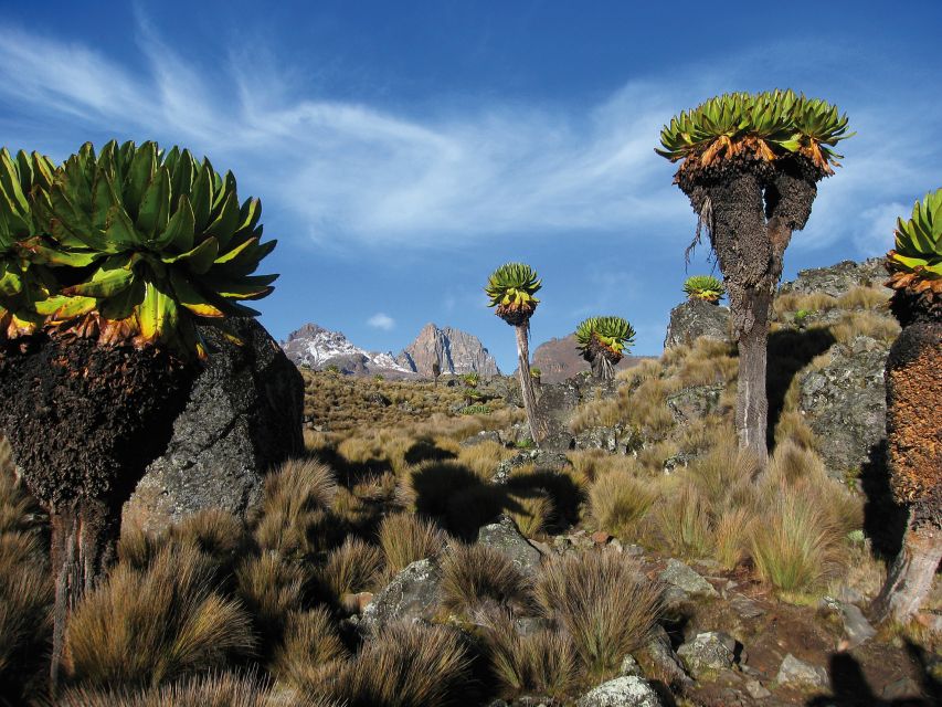 Senezien auf dem Weg zum Gipfel des Mount Kenya