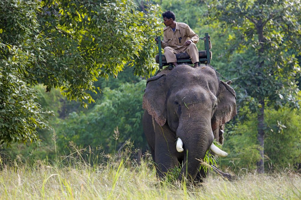Safarierlebnis auf dem Rücken eines Elefanten