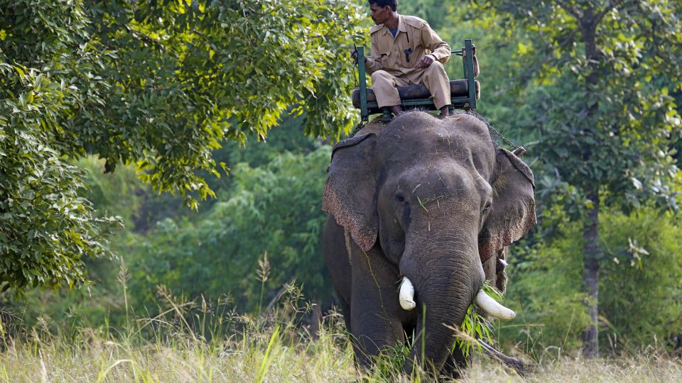 Safarierlebnis auf dem Rücken eines Elefanten