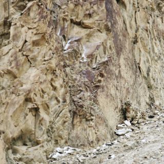 Schneeleopardenpirsch in Ladakh