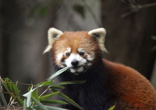 Kleiner bzw. Roter Panda