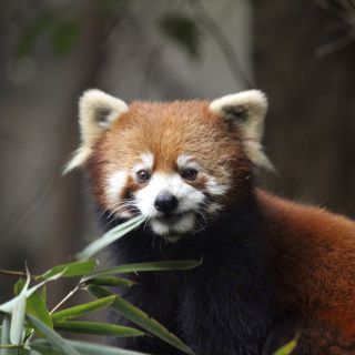 Kleiner bzw. Roter Panda