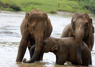 Elefantenfamilie im Yala NP