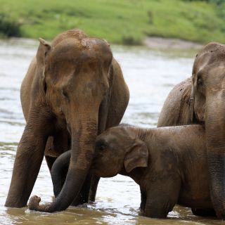 Elefantenfamilie im Yala NP