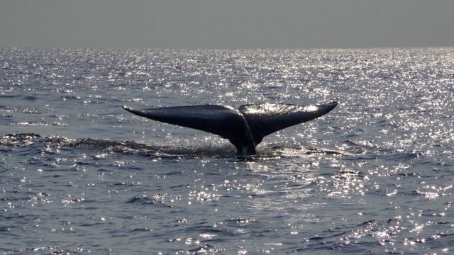 Blauwal vor der Küste Mirissas
