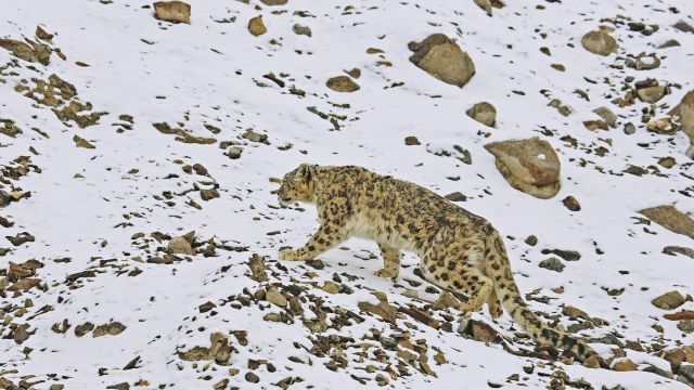 Schneeleopard in Ladakh