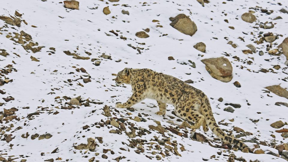 Schneeleopard in Ladakh