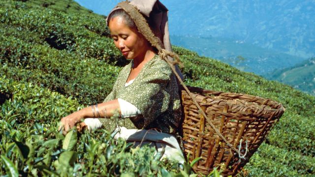 Teepflückerin in Darjeeling