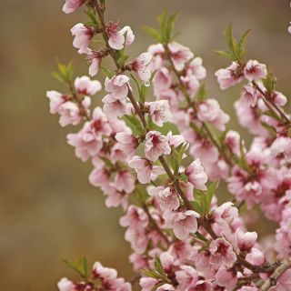 Die Aprikosenblüte gehört zu den schönsten Jahreszeiten im Karakorum.