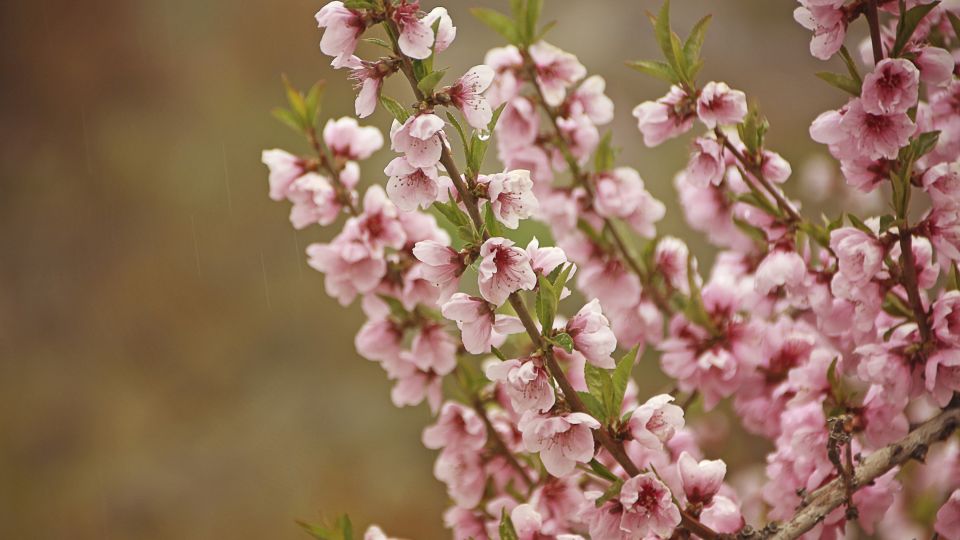 Die Aprikosenblüte gehört zu den schönsten Jahreszeiten im Karakorum.