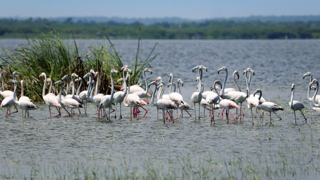 Flamingos auf dem Weg nach Jaffna