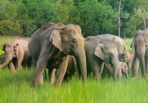 Elefanten im Periyar-Wildschutzgebiet