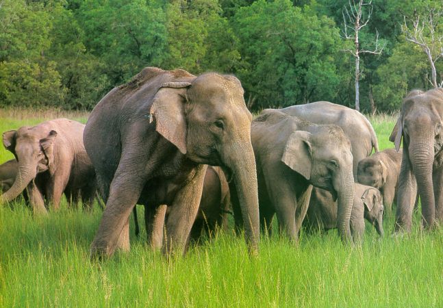 Indische Elefanten © Diamir
