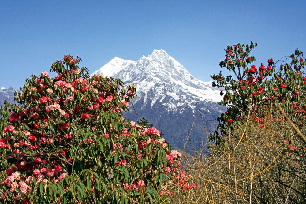 Auch der Frühling mit der prächtigen Rhododendronblüte bietet sich für Trekkingtouren und Expeditionen in Nepal an.