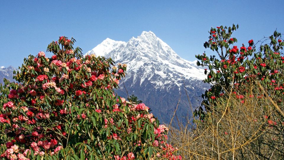 Auch der Frühling mit der prächtigen Rhododendronblüte bietet sich für Trekkingtouren und Expeditionen in Nepal an.