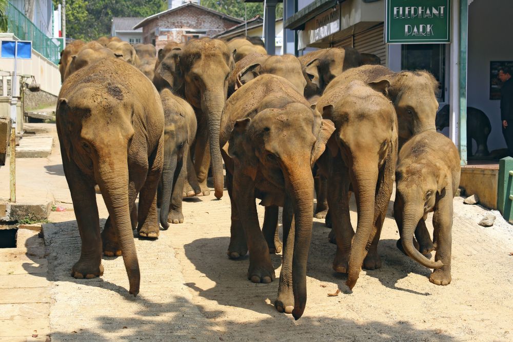 Elefantenwaisenhaus bei Colombo