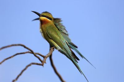Vogelwelt im Yala NP