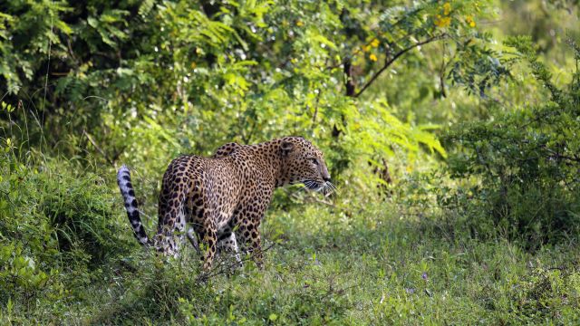 Leopard im Wilpattu-Nationalpark
