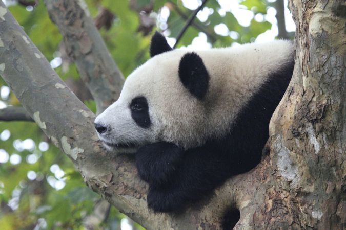 Großer Panda © Diamir
