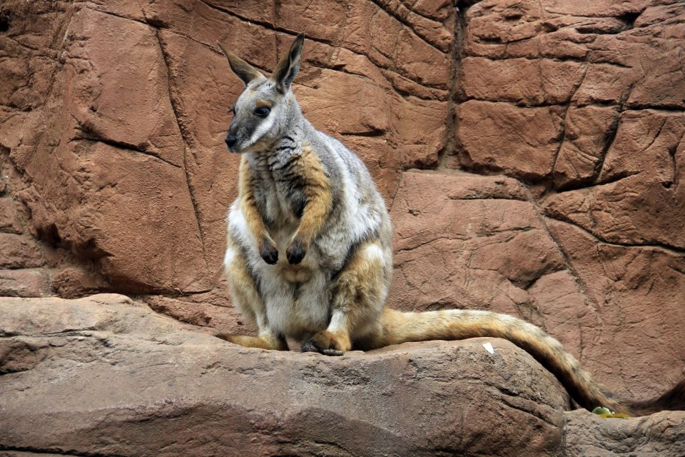 Känguru auf Entdeckungstour