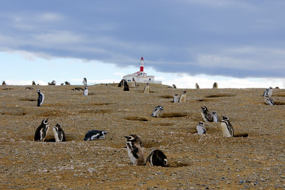 Magellan-Pinguinkolonie auf der Isla Magdalena