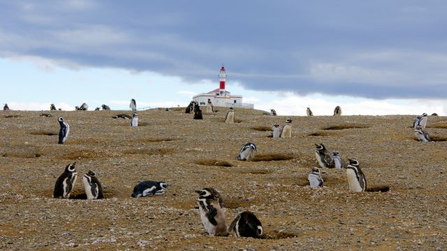 Magellan-Pinguinkolonie auf der Isla Magdalena bei Punta Arenas