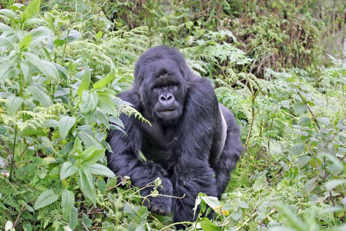 Imposanter Anblick eines Gorillas © Diamir