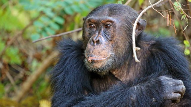 Fußpirsch zu den Schimpansen