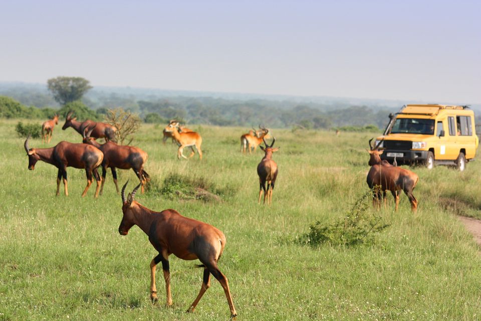 auf Safari: Topi kreuzen den Weg