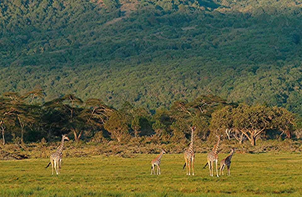 Giraffen im Arusha-Nationalpark