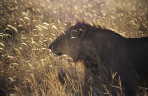Löwe im hohen Savannengras