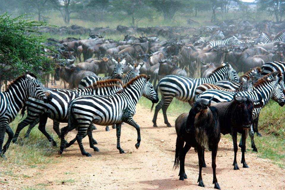 Unzählige Zebras und Gnus bei der großen Migration