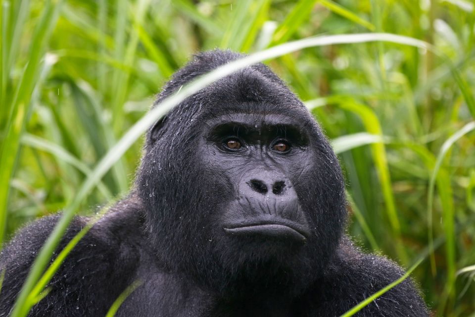 Der durchdringende Blick eines Gorillas