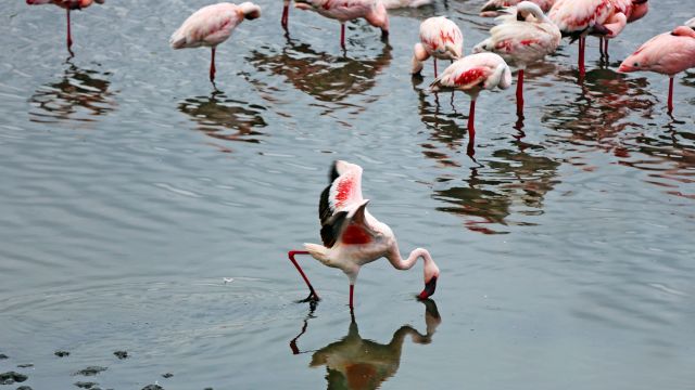 Flamingo im Lake Manyara