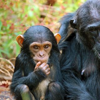 Schimpanse mit Jungtier