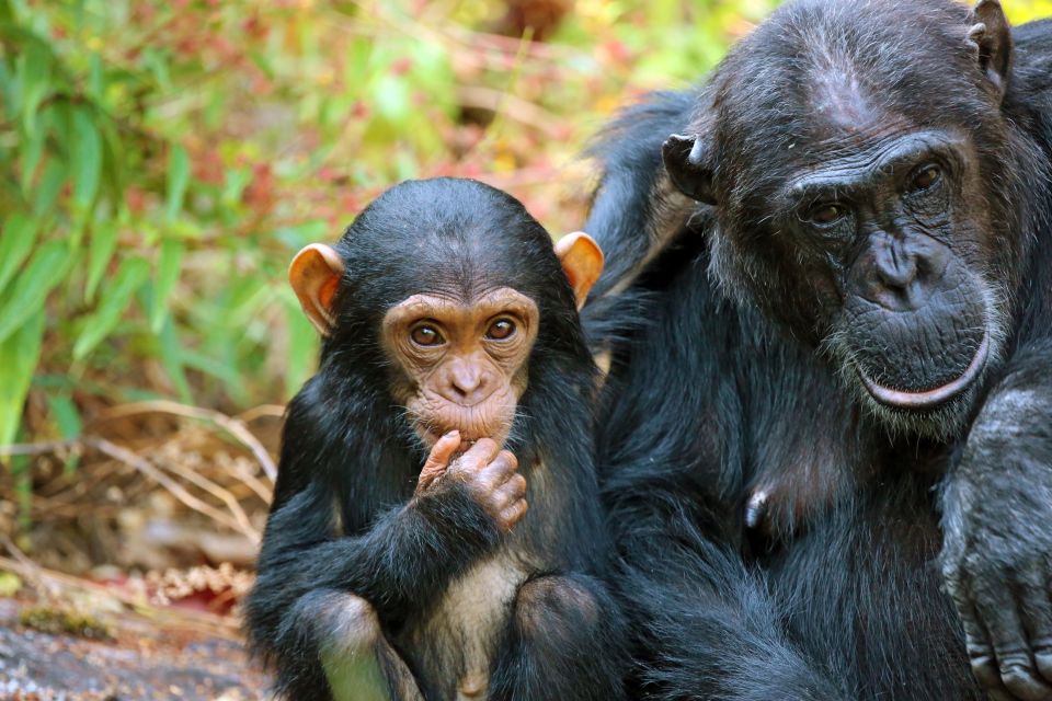 Schimpanse mit Jungtier