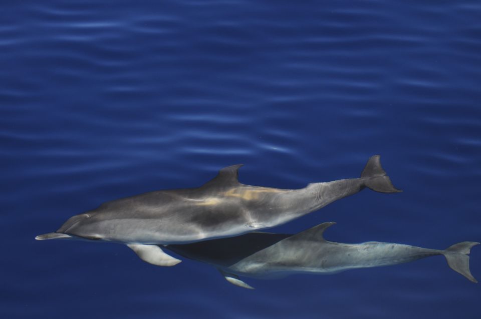 Delfinbeobachtung auf den Azoren