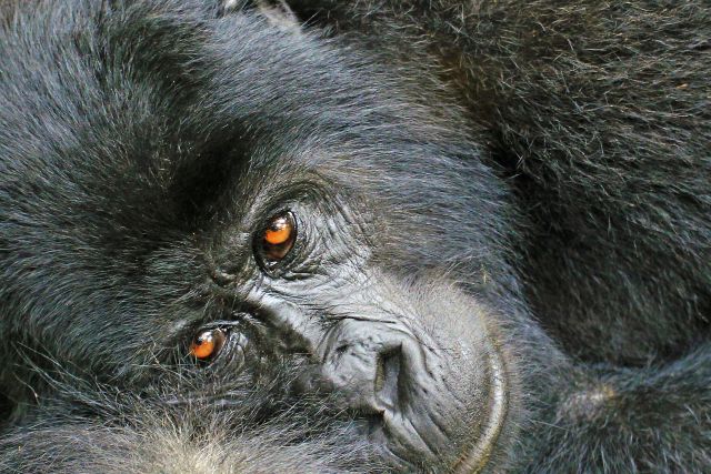 Gorillas sind intelligente und friedliche Geschöpfe