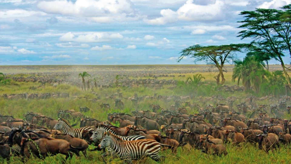 Zebras und Gnus in den weiten Savannen der Serengeti