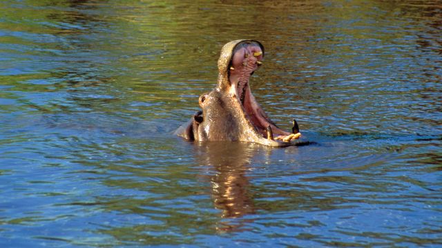 Nilpferd im Wasser mit offnem Maul